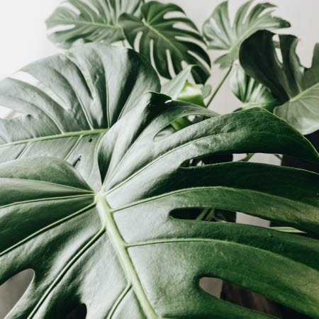 Monstera