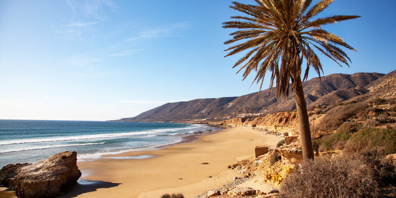 Beach in Agadir with a palm tree