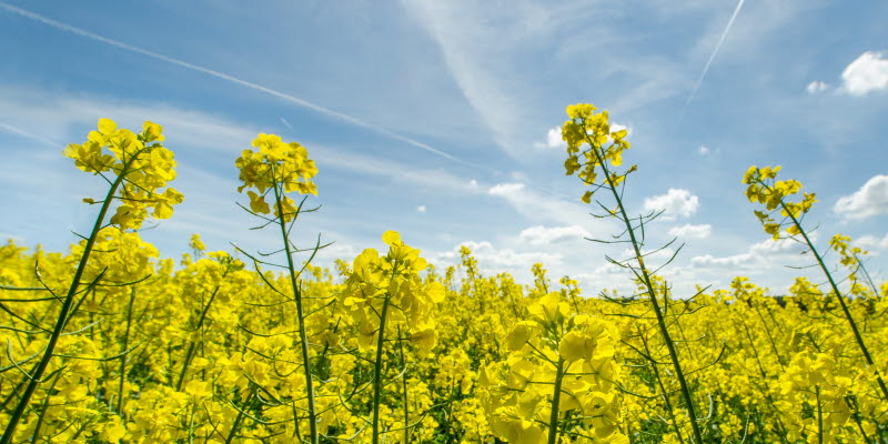  rapeseed flowers