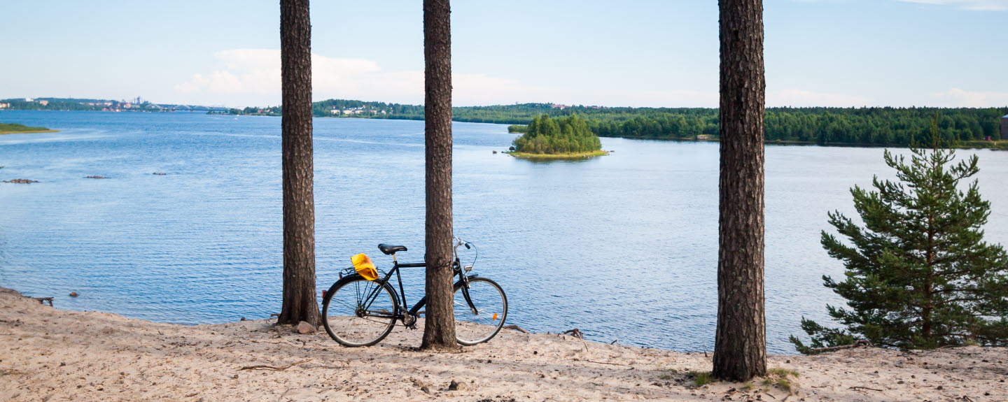 Cykel lutad mot en hög tall. En underbar utsikt över Lule älv (Luleälven / Lule) i staden Luleå, norra Sverige. Taget från Niporna. 