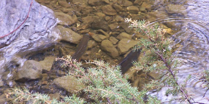 A grayling in the water
