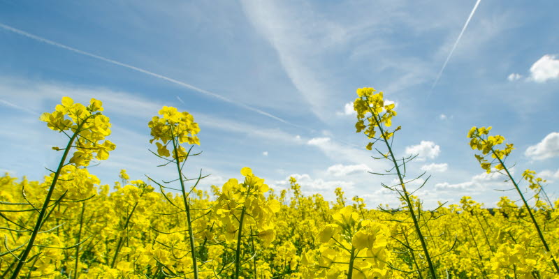  rapeseed flowers