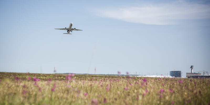 Ett flygplan över en äng med lila blommor och Arlanda flygplats i bakgrunden