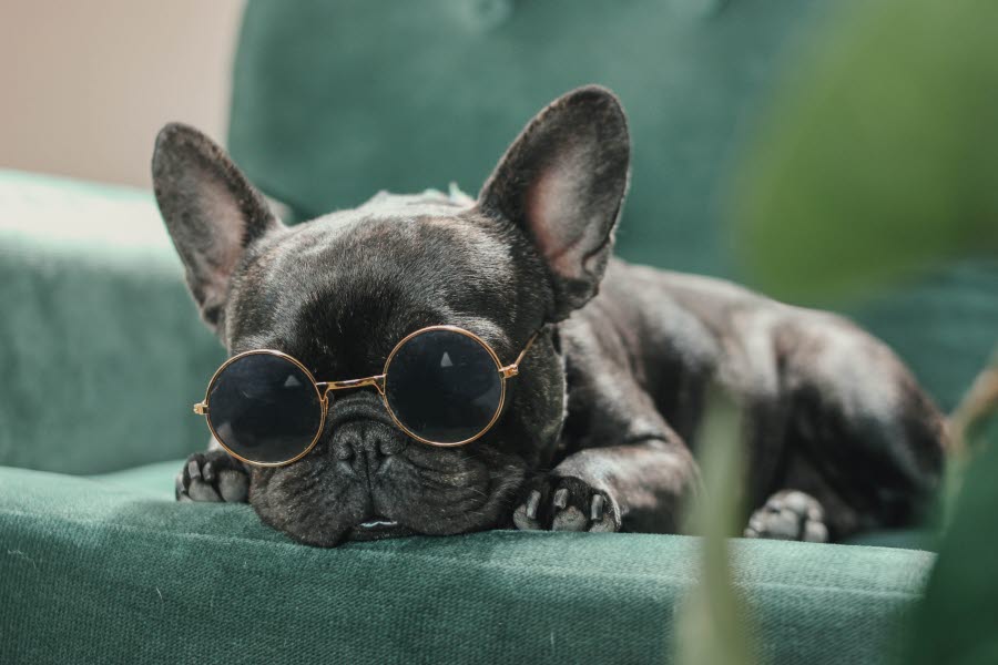 French bulldog laying on velvet couch wearing round sunglasses.