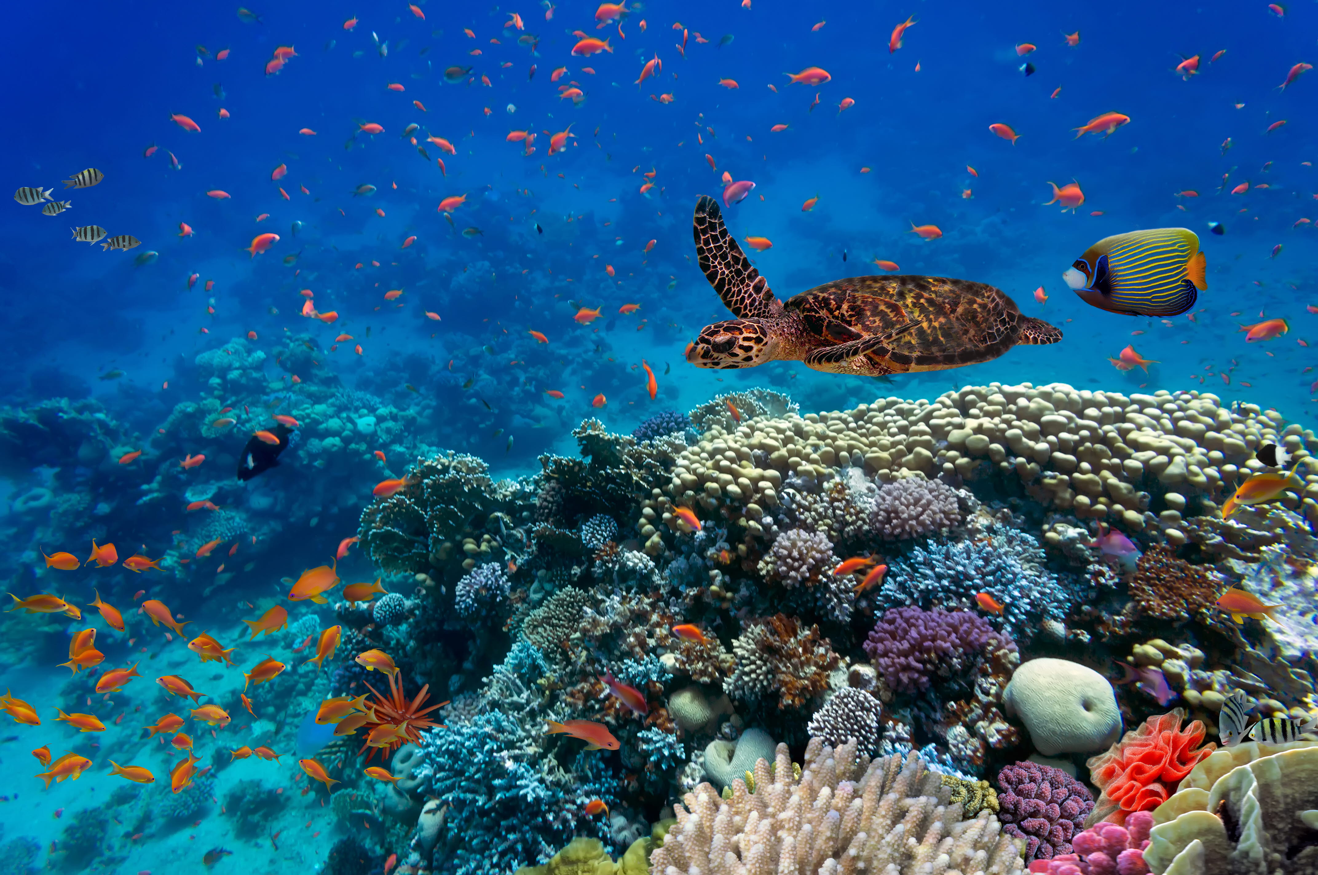Sharm el-Sheikh