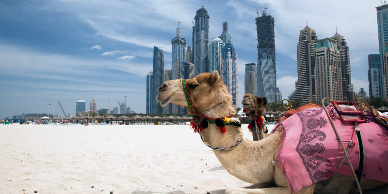 Kamel på stranden i Dubai