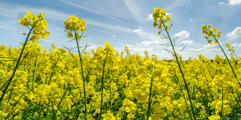  rapeseed flowers