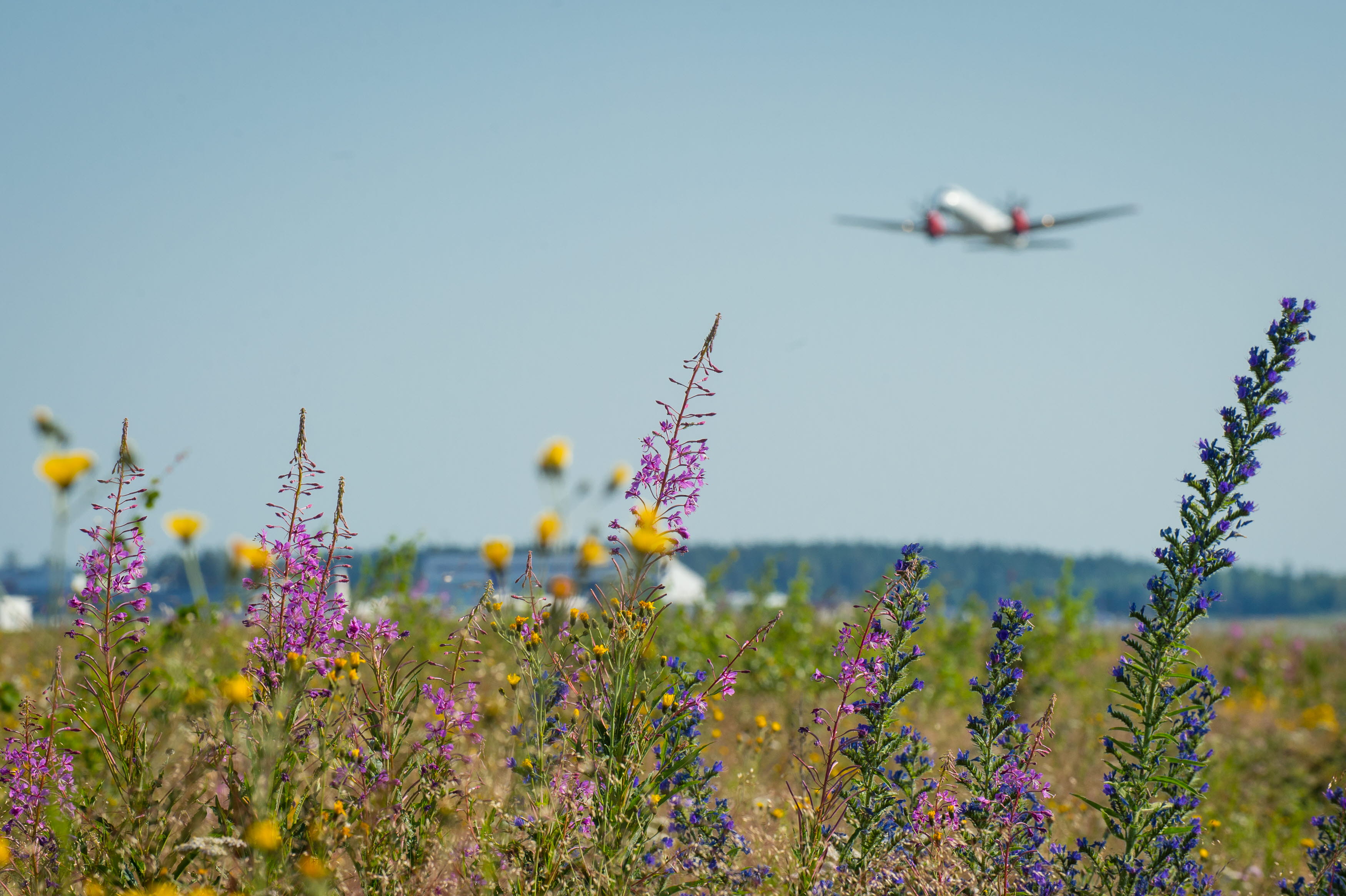 Airplane and flowers