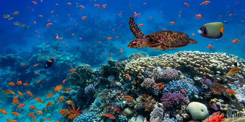 Sharm el-Sheikh