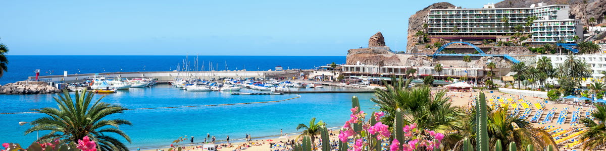 Beach in Gran Canaria with flowers in the front