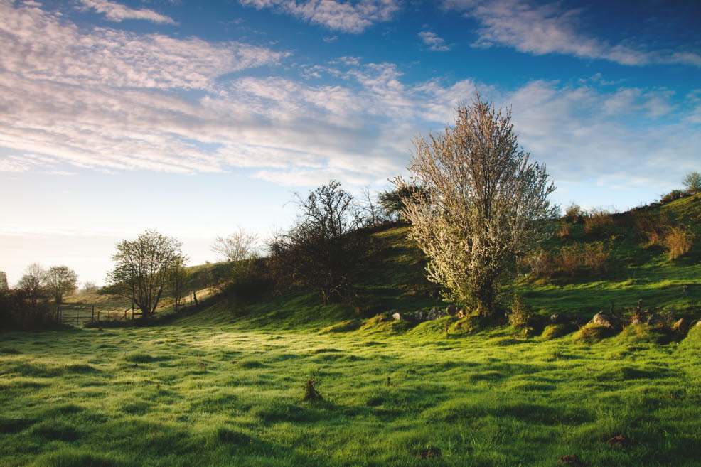 Green field with trees