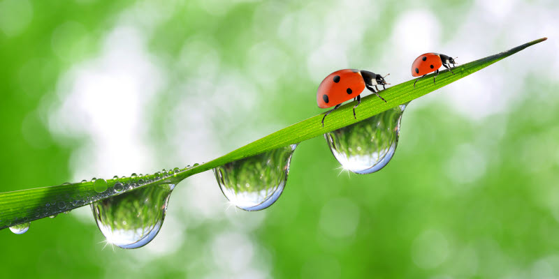 Ladybirds on a blade of grass with water droplets