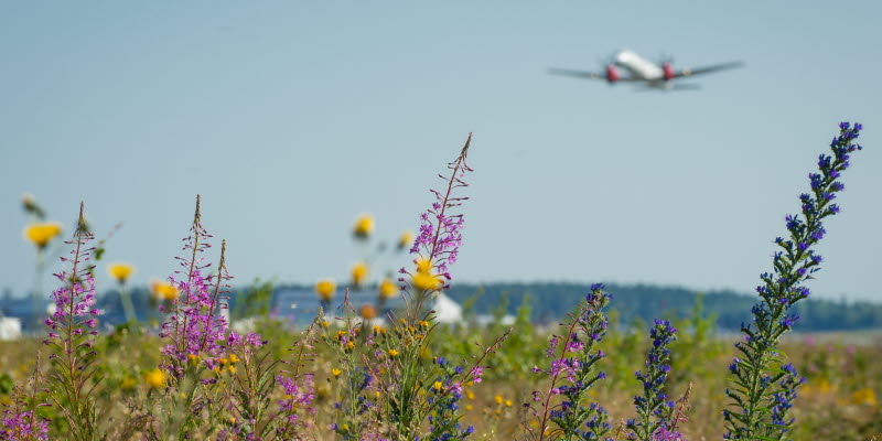 Airplane and flowers