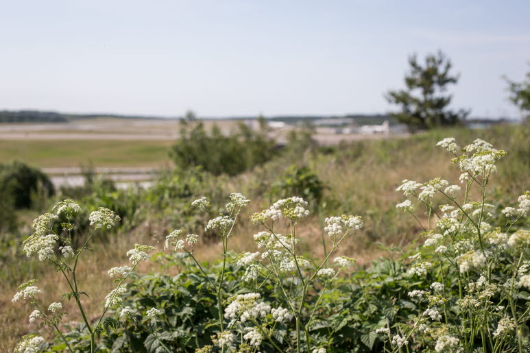 Vita blommor i naturen