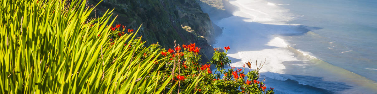 Blommor med kust i bakgrunden på Madeira