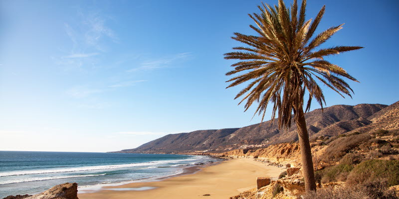 Beach in Agadir with a palm tree